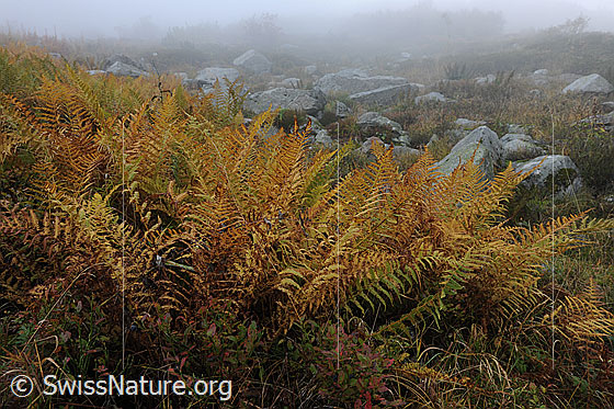 Foto: Farn in den Herbstfarben mit Felsblöcken und Nebel im Hintergrund.