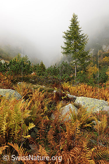 Foto: Herbststimmung mit Herbstfarben und Nebel. Der Boden ist mit Farn bewachsen. Dazwischen befinden sich Felsblöcke und im Hintergrund sind Föhren und eine junge Lärche zu sehen.