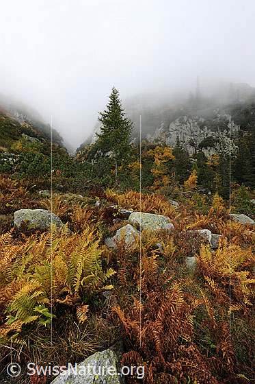 Foto: Herbststimmung mit Farn. Nebel über einem Berghang mit Farn in den Herbstfarben und einer jungen Lärche.