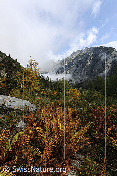 Foto: Herbststimmung Handegg, Haslital. Berglandschaft mit Wolkenstimmung und Berghang in den Herbstfarben. Im Vordergrund sind Farnstöcke zu sehen.