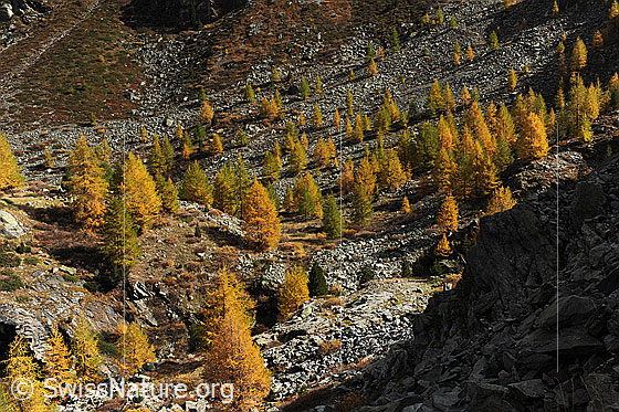 Foto: Herbstbild: Lärchenwald. Locker versteilt stehen die gelb gefärbten, jungen Lärchen in der Herbstlandschaft.