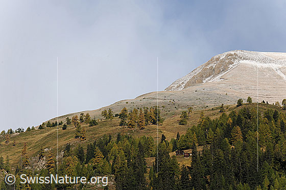 Foto: Herbststimmung in Berglandschaft mit kleinem Fülhorn. Die Alpweiden und die lichten Lärchenwälder sind herbstlich gefärbt. Auf einer Lichtung sind zwei Ställe zu sehen. Oberhalb der Waldgrenze liegt ein Hauch Neuschnee.