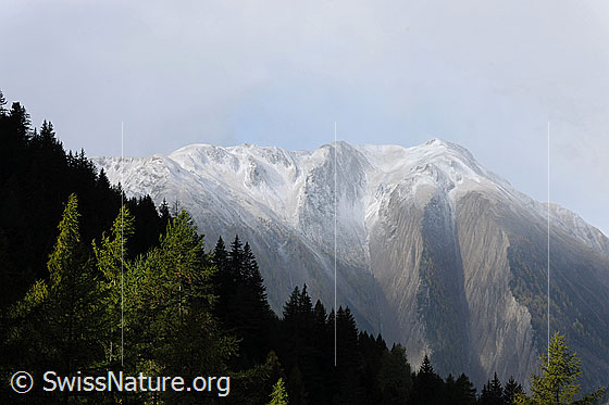 Foto: Erster Schnee am Gipfel des Breithorns. Der Lärchenwald im Vordergrund ist noch grün.