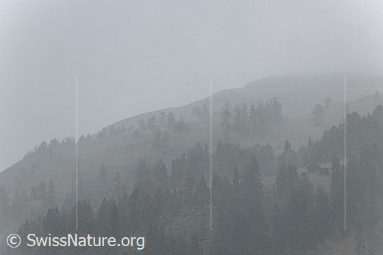 Foto: Schneefall und Nebel lassen nur die Konturen der Landschaft erkennen. Berghang mit lichtem Wald und zwei Ställen auf einer Lichtung.