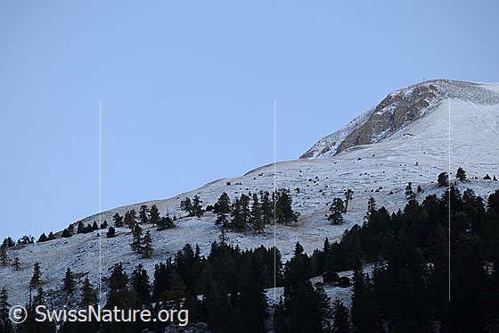 Foto: Kleines Fülhorn am frühen Morgen. Die Hebstlandschaft mit lichtem Lärchenwald ist mit wenig Schnee bedeckt. In einer Waldlichtung sind Ställe einer Alp zu sehen.