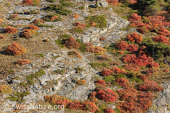 Foto: Perückensträucher (Cotinus coggygria) an felsigem Hang
Lat.: Cotinus coggygria
Familie: Anacardiaceae (Sumachgewächse)
Gattung: Cotinus (Perückensträucher)