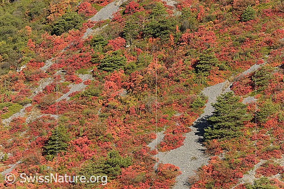Foto: Perückensträucher in Felsensteppe
Lat.: Cotinus coggygria
Familie: Sumachgewächse