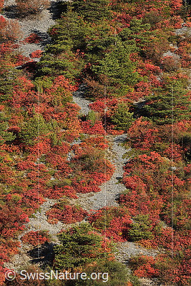 Foto: Perückensträucher (Cotinus coggygria) an felsigem Hang.
Lat.: Cotinus coggygria
Familie: Anacardiaceae (Sumachgewächse)
Gattung: Cotinus (Perückensträucher)