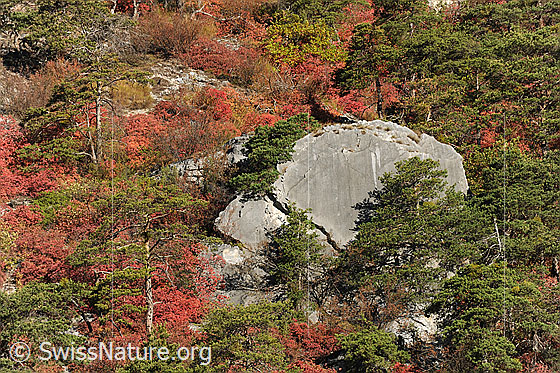 Foto: Perückensträucher und Waldföhren / Waldkiefern in Felsensteppe

Perückenstrauch
Lat.: Cotinus coggygria
Familie: Sumachgewächse

Waldföhre
Lat.: Pinus sylvestris
Familie: Föhrengewächse / Kieferngewächse