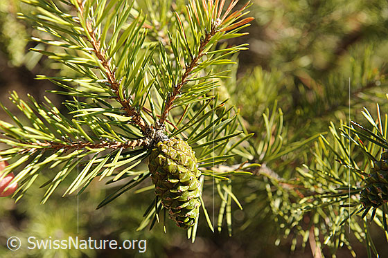 Foto: Ast und Zapfen der Waldföhre.
Lat.: Pinus sylvestris
Familie: Föhrengewächse / Kieferngewächse
