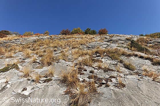 Foto: Felsensteppe mit herbstlich gefärbten Gräsern.