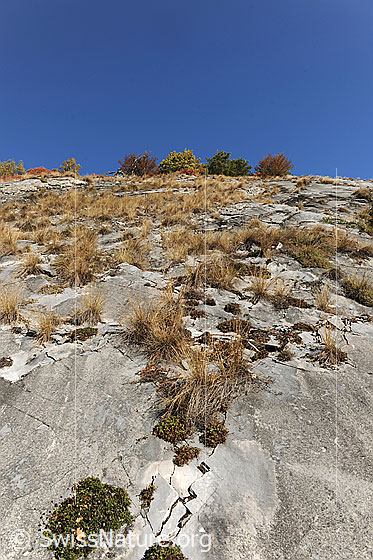 Foto: Felsensteppe mit kargem Bewuchs.