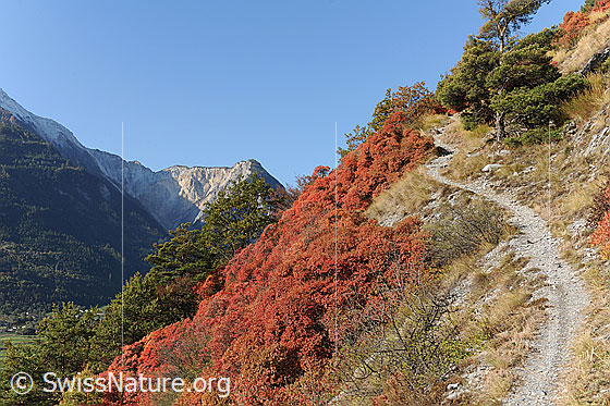 Foto: Perückensträucher (Cotinus coggygria) und Waldföhren am Wegrand.
Lat.: Cotinus coggygria
Familie: Anacardiaceae (Sumachgewächse)
Gattung: Cotinus (Perückensträucher)