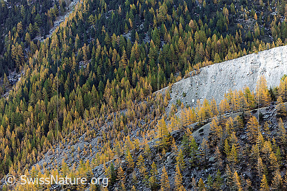 Foto: Lärchenwald und Seitenmoräne des Riedgletschers. Herbstwald mit locker gemischten grünen und bereits goldgelb gefärbten Lärchen, welcher den Berghang und die helle Moräne besiedeln.