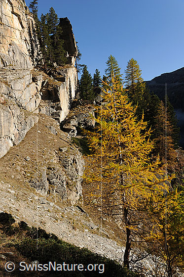 Foto: Herbstbild Lärchen und Fels. Auf Terrassen über Felsbändern vermögen sich Nadelbäume zu halten.