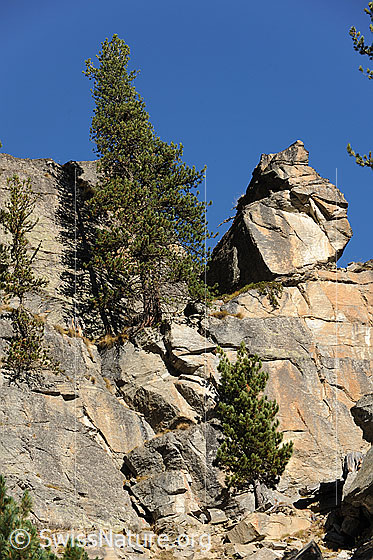 Foto: Föhren im Fels. Gestufte Felswand mit schmalen und breiteren Simsen, auf welchen sich Föhren und ein grosser Felsblock zu halten vermögen.