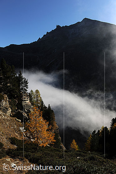 Foto: Herbststimmung mit Nebelschwaden und Bergwald mit gelben Lärchen.