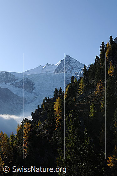 Foto: Nadelhorn, Stecknadelhorn, Hobärghorn und Dirruhorn (Mischabel). Davor der Riedgletscher und herbstlich gefärbter Bergwald.