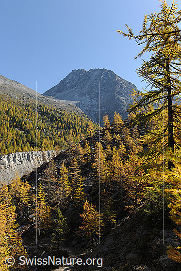 Foto: Goldgelbe Lärchenwälder in Berglandschaft mit Färichhorn.