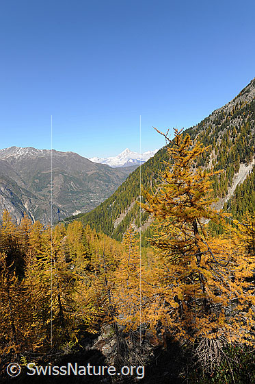 Foto: Herbstliche Berglandschaft im Riedtal mit gelb gefärbten Lärchenwäldern.