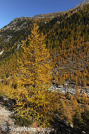Foto: Lärche in Herbstfarbe vor Berghängen und Herbstwald.