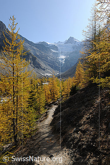 Foto: Herbstfarben im Bergwald. Durch die Herbstlandschaft mit goldenem Lärchenwald führt ein Wanderweg. Im Hintergrund sind Riedgletscher und Dürrenhorn zu sehen.
