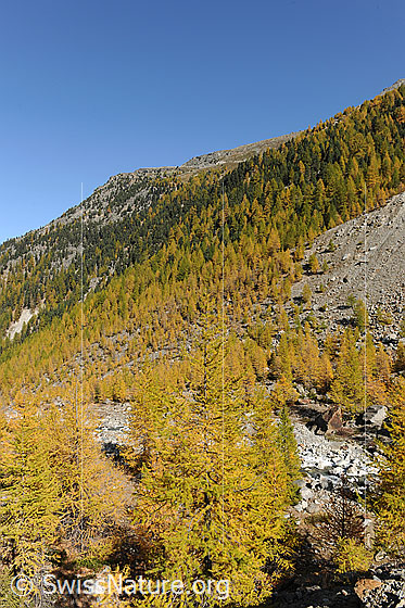 Foto: Bergwälder im Herbst. Berghänge und Seitenmoräne sind mit herbstlich gefärbten Nadelwäldern bewachsen.