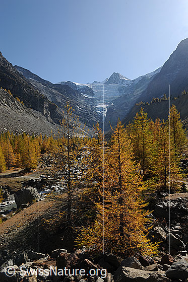 Foto: Herbstlandschaft Lärchenwald. Schmales Hochtal mit herbstlich gefärbten Lärchen und dem Riedgletscher und Dürrenhorn im Hintergrund.