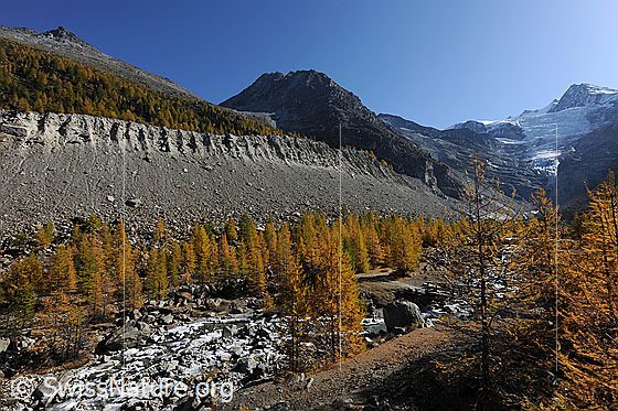 Foto: Goldener Lärchenwald entlang der Moräne des Riedgletschers.
Über der Seitenmoräne ist das Färichhorn und über dem Gletscher das Dürrenhorn zu sehen.
