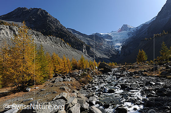 Foto: Herbstlicher Lärchenwald und Bergbach in kleinem Hochtal, welches von steilen Seitenmoränen begrenzt wird. Im Hintergrund sind Färichhorn, Riedgletscher und Dürrenhorn zu sehen.