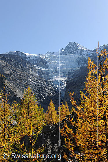 Foto: Herbstwald und Riedgletscher. Über dem herbstlich gefärbten Lärchenwald sind die Gletscherzunge und das Dürrenhorn zu sehen.