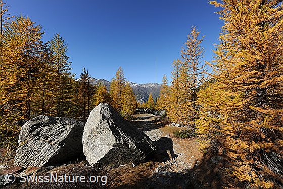 Foto: Felsblöcke im gelben Lärchenwald. Ein Wanderweg führt mitten durch den leuchtenden Herbstwald.