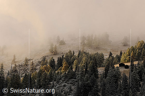 Foto: Herbststimmung mit Nebel, Herbstfarben und Neuschnee. Streiflicht fällt auf herbstlich gefärbten Lärchenwald und zwei Ställe auf einer Alpweide, welche von lichtem Wald umgeben sind. Die Herbstlandschaft ist leicht mit Neuschnee überpudert und der Nebelschleier verleiht ihr eine geheimnisvolle Stimmung.
