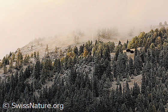 Foto: Nebelstimmung über herbstlichem Bergwald. Streiflicht fällt auf herbstlich gefärbten Lärchenwald und zwei Ställe auf einer Alpweide, welche in einer Waldlichtung zu sehen sind. Die Herbstlandschaft ist leicht mit Neuschnee überpudert und der Nebel verleiht ihr eine geheimnisvolle Stimmung.