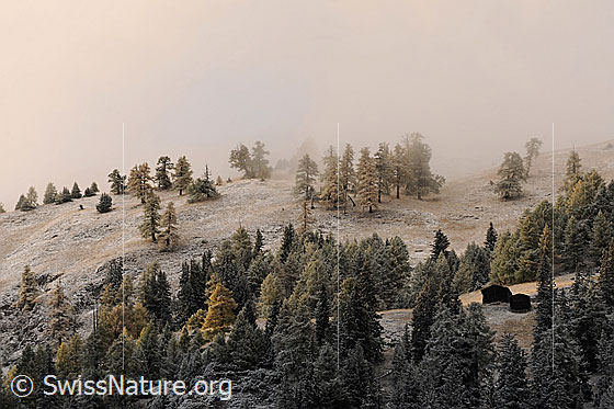 Foto: Herbstliche Alp mit Neuschnee und Nebelstimmung. Weiches Licht fällt auf herbstlich gefärbte Lärchen und zwei Ställe auf einer Alpweide, welche von lichtem Wald umgeben sind. Die Herbstlandschaft ist leicht verschneit und der Nebel verleiht ihr eine geheimnisvolle Stimmung.