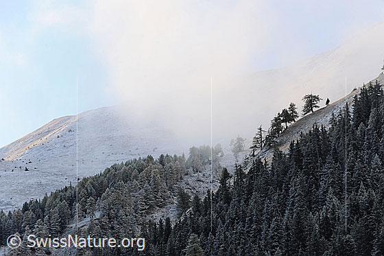 Foto: Waldlandschaft mit Nebelstimmung und einem Hauch Neuschnee. Die Herbstfarbe des Lärchenwalds ist noch schwach erkennbar. Alte Lärchen stehen an einer Hangkante und der Nebel steigt am Berghang  auf.