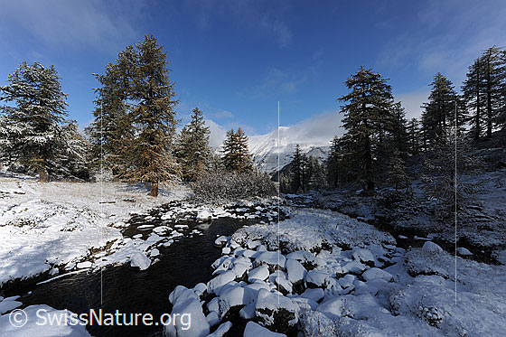 Foto: Mässerbach nach Wintereinbruch im Herbst. Auf den herbstfarbenen Lärchen, den Steinen im Bergbach und dem Gras am Ufer liegt Neuschnee.