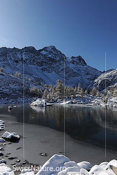 Foto: Spiegelung im Eis. Das Schwarzeis im Mässersee lässt die frisch verschneiten Lärchen auf der Eisoberfläche spiegeln. Die Eisschicht ist dünn und am Ufer liegen schneebedeckte Steine. Im Hintergrund ist das Schwarzhorn zu sehen.