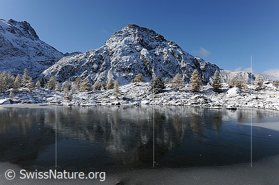 Foto: Stimmungsbild: Spiegelung in gefrorenem See. Eine dünne Eisschicht bedeckt den Mässersee. Im Schwarzeis spiegeln sich das frisch verschneite Stockhorn und die herbstlich gefärbten, mit einem Hauch Neuschnee bedeckten Lärchen.