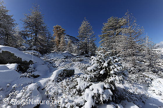 Foto: Erster Schnee bedeckt Felsblöcke und eine herbstliche Vegetation mit Sträuchern, jungen Tannen und Lärchen.