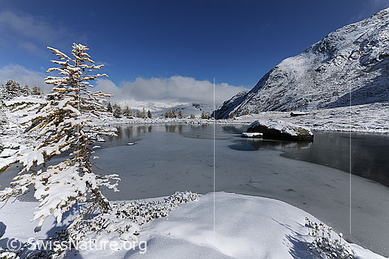 Foto: Gefrorener Mässersee in Winterlandschaft. In der dünnen Eisschicht aus Schwarzeis spiegeln sich ein Felsblock und die Lärchen am gegenüberliegenden Ufer. Die junge Lärche im Vordergrund trägt noch das Herbstkleid und ist mit erstem Schnee bedeckt.