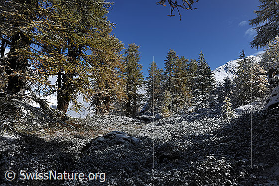 Foto: Herbstwald im Schnee. Im Tagesverlauf ist der Neuschnee etwas weggeschmolzen und die Herbstfarben des lichten Lärchenwaldes treten wieder hervor.