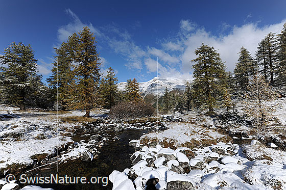 Foto: Bergbach und erster Schnee, welcher bereits wieder etwas weggeschmolzen ist. Vergleiche Bild Nr. F073151, welches ca. zwei Stunden früher aufgenommen wurde. Die Herbstfarben des lichten Lärchenwaldes am Mässerbach sind ein schöner Kontrast zum frischen Weiss des Neuschnees.