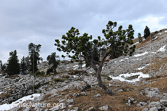 Foto: Föhre in steiniger Berglandschaft (Kalkgestein).