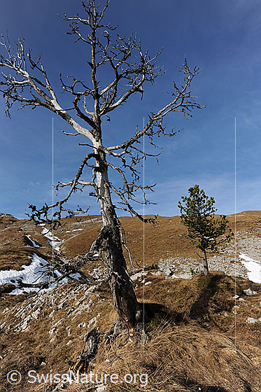 Foto: Abgestorbener Baum und junge Föhre in herbstlicher Umgebung.