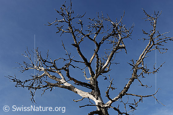 Foto: Abgestorbener Baum (Föhre) vor blauem Himmel.