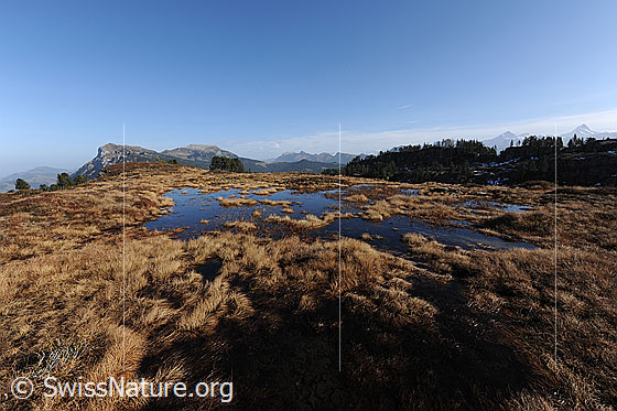 Foto: Hochmoor im Herbst. Grasbüschel in herbstlichen Farbtönen und seichtes Wasser prägen die Moorlandschaft.