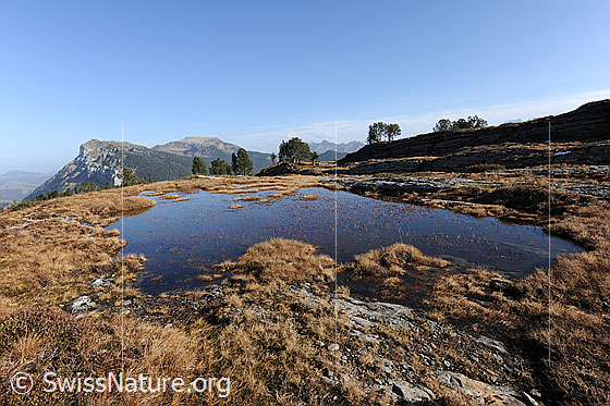 Foto: Tümpel in Moorlandschaft in den Voralpen. Herbstfarbene Gräser umgeben das seichte Gewässer in der mit Fels durchsetzten, urtümlichen Umgebung.