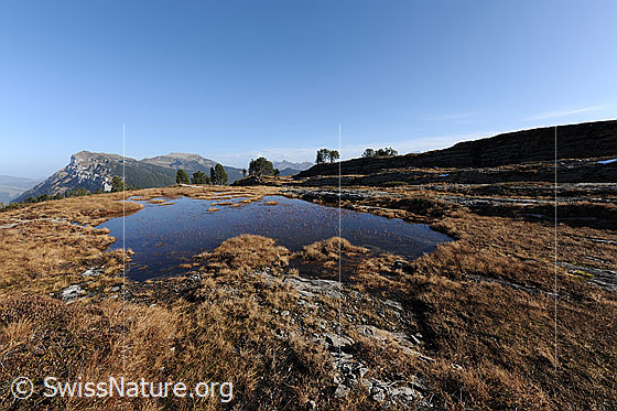 Foto: Moorsee in den Voralpen. Herbstfarbenes Gras umgibt das seichte Gewässer in der mit Fels durchsetzten, urtümlichen Moorlandschaft.