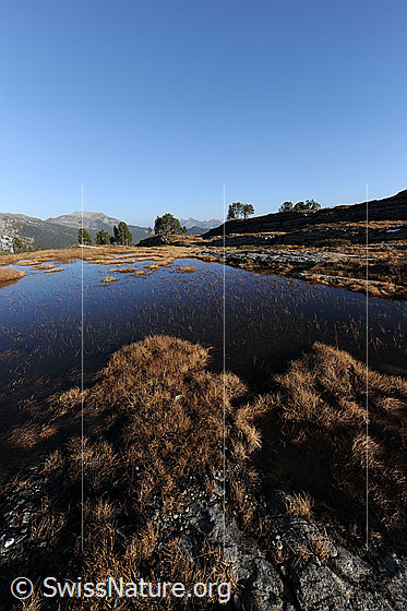 Foto: Moorsee in Hochmoor. Herbstlich gefärbte Grasbüschel umgeben das seichte Gewässer in der mit Fels durchsetzten, urtümlichen Moorlandschaft.